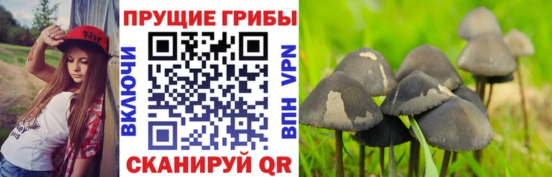 Галлюциногенные грибы Psilocybe  Купить закладки  Городец 